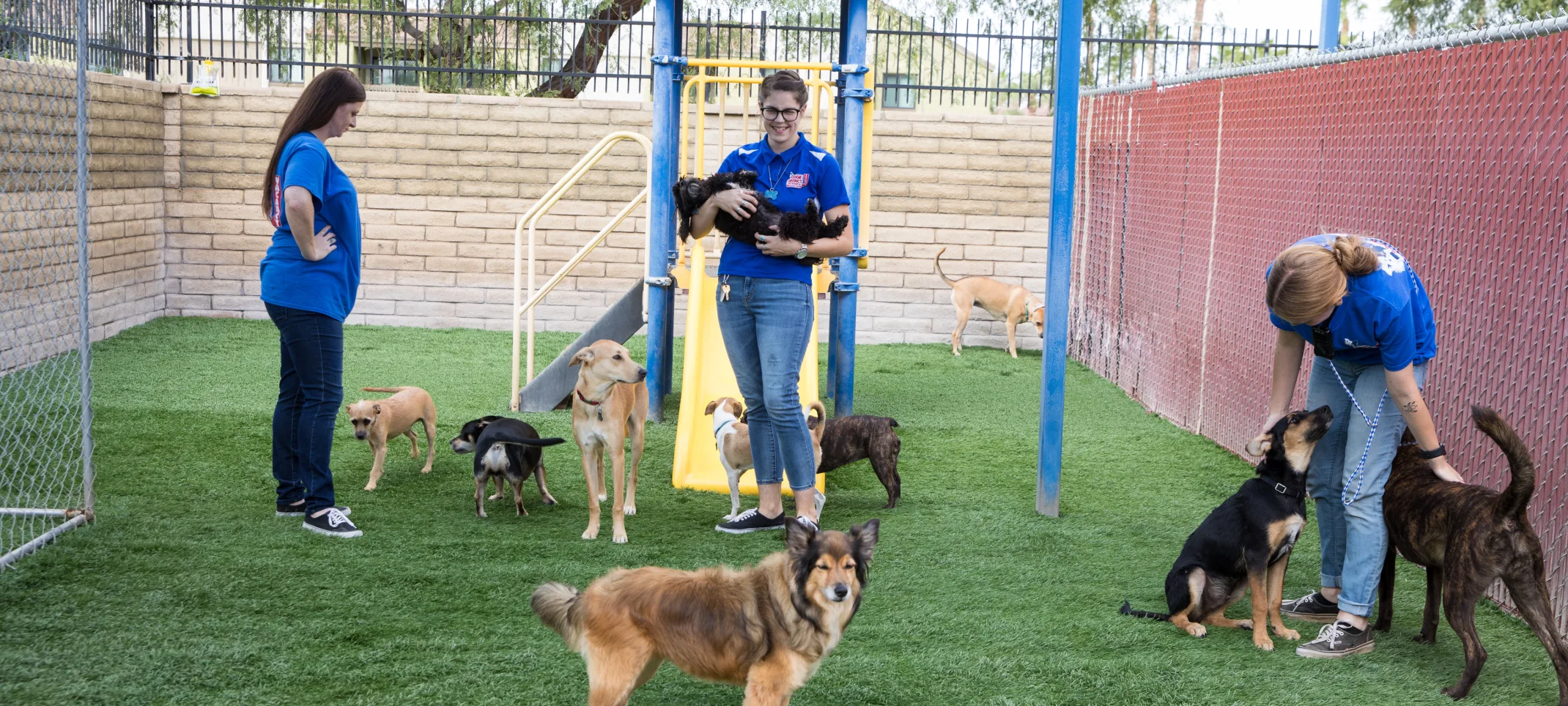 dogs in play yard with staff
